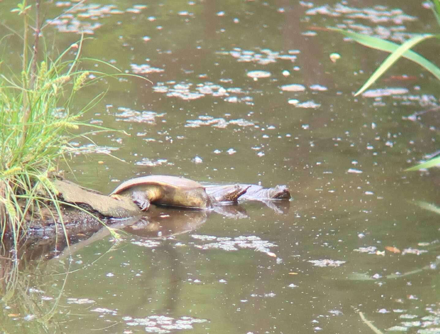 Image of Northern Chinese softshell turtle