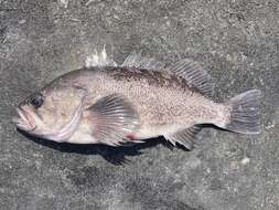 Image of Black rockfish