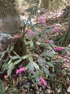 Plancia ëd Schlumbergera opuntioides (Loefgr. & Dusén) D. R. Hunt