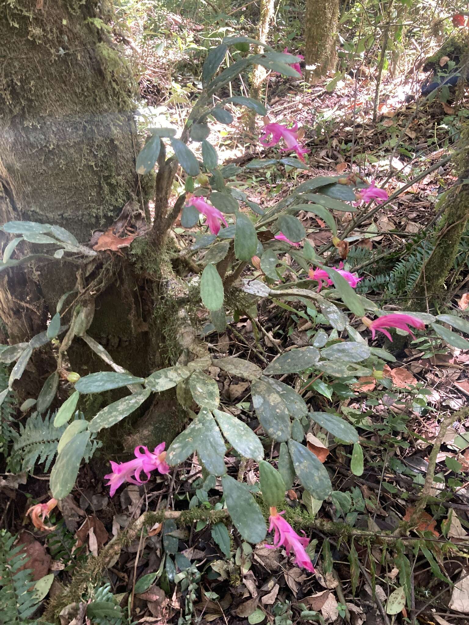 Image of Christmas Cactus