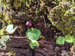 Plancia ëd Corybas recurvus D. L. Jones