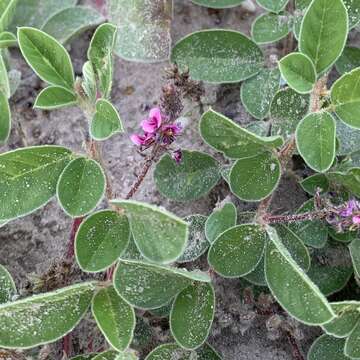 Image of Indigofera flavicans Baker