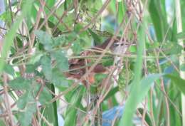 Image of Isthmian Wren