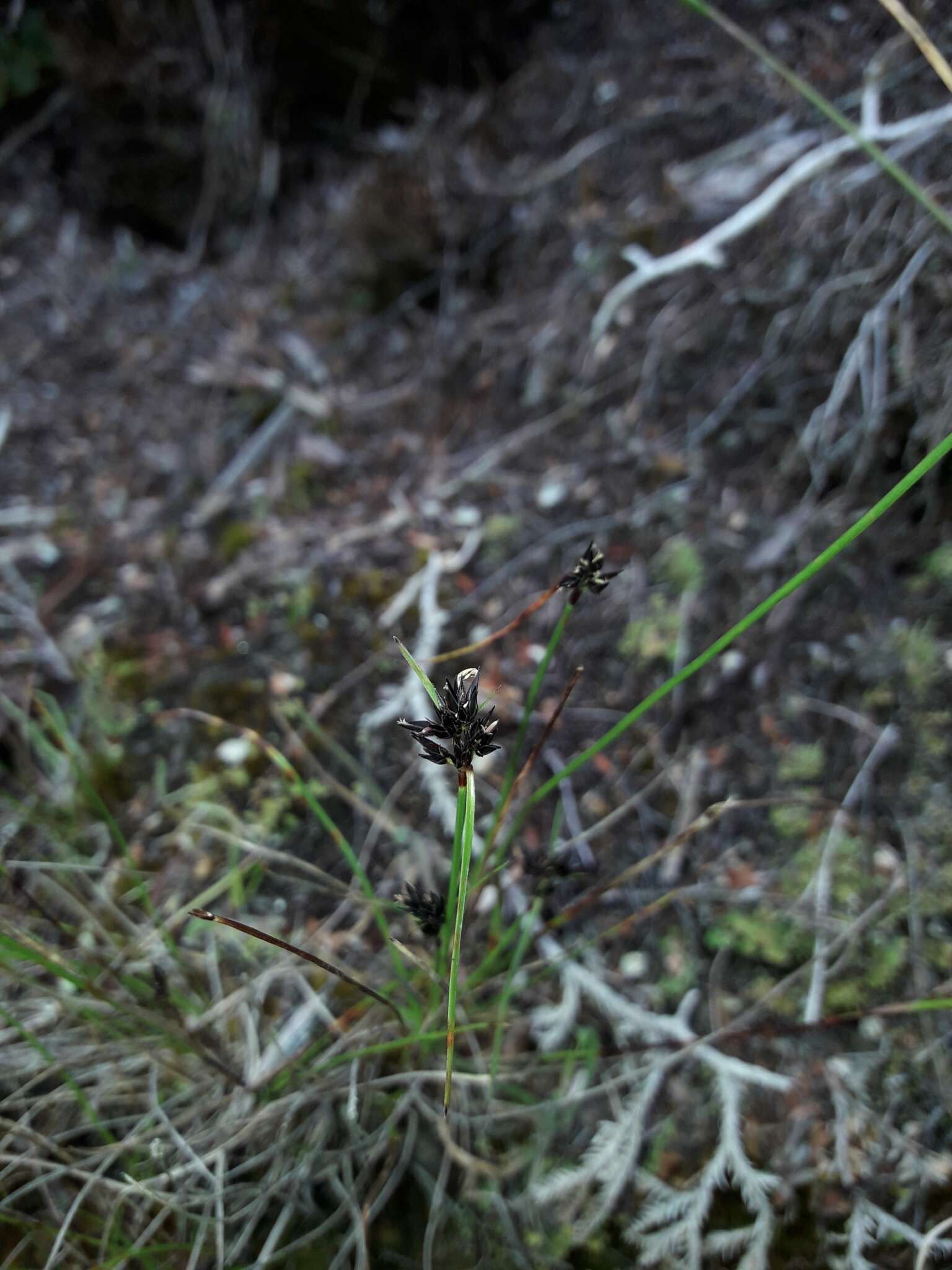 Sivun Schoenus apogon var. apogon kuva