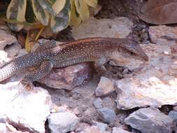 Imagem de Ameiva praesignis (Baird & Girard 1852)