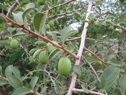 Image of Ximenia caffra Sond.