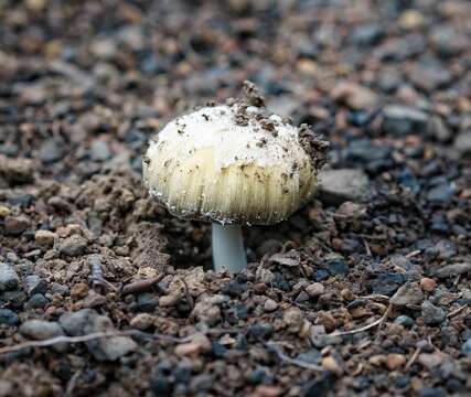 Image of Coprinellus bipellis (Romagn.) P. Roux, Guy García & Borgarino 2006