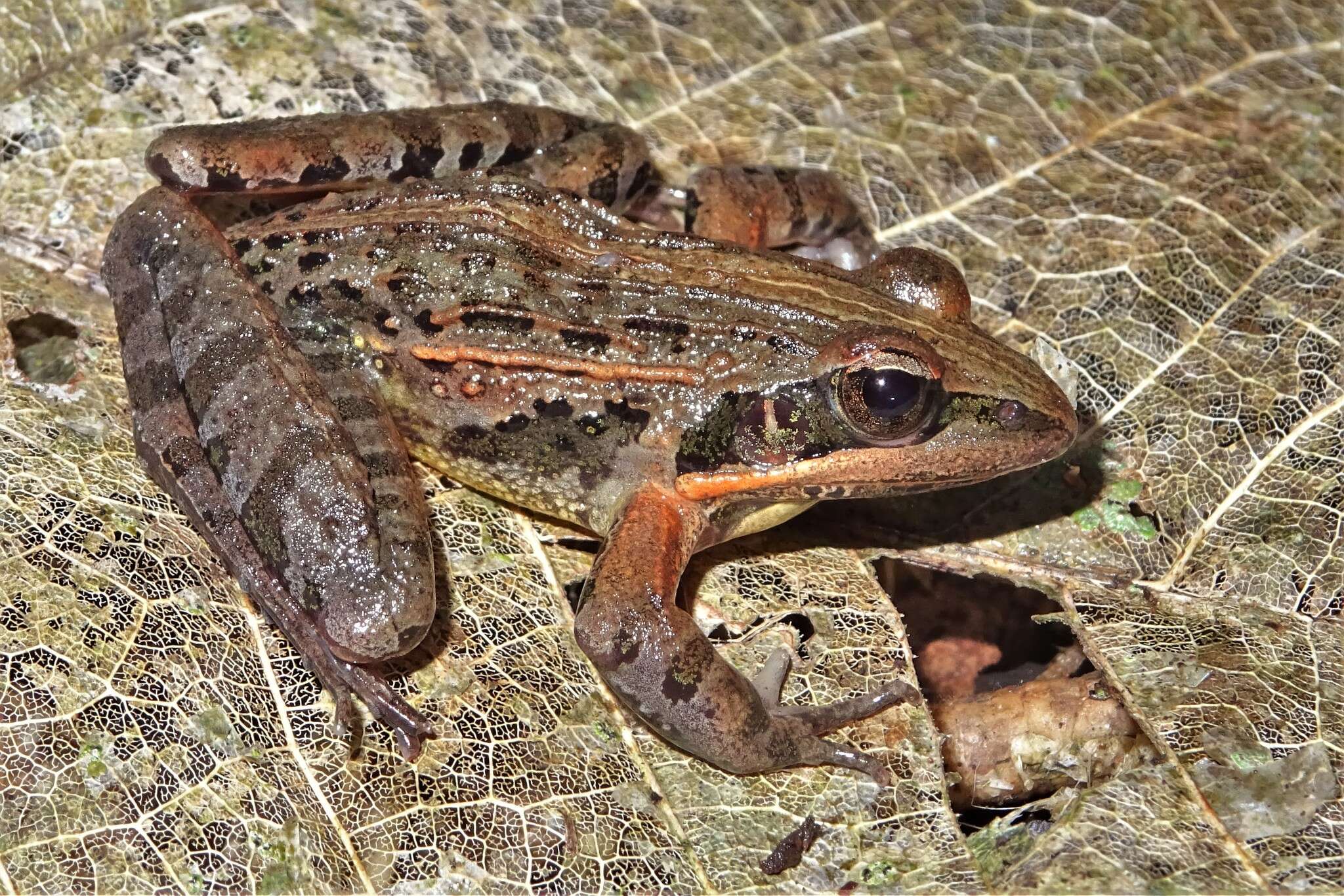 Image of Erlanger's Grass Frog