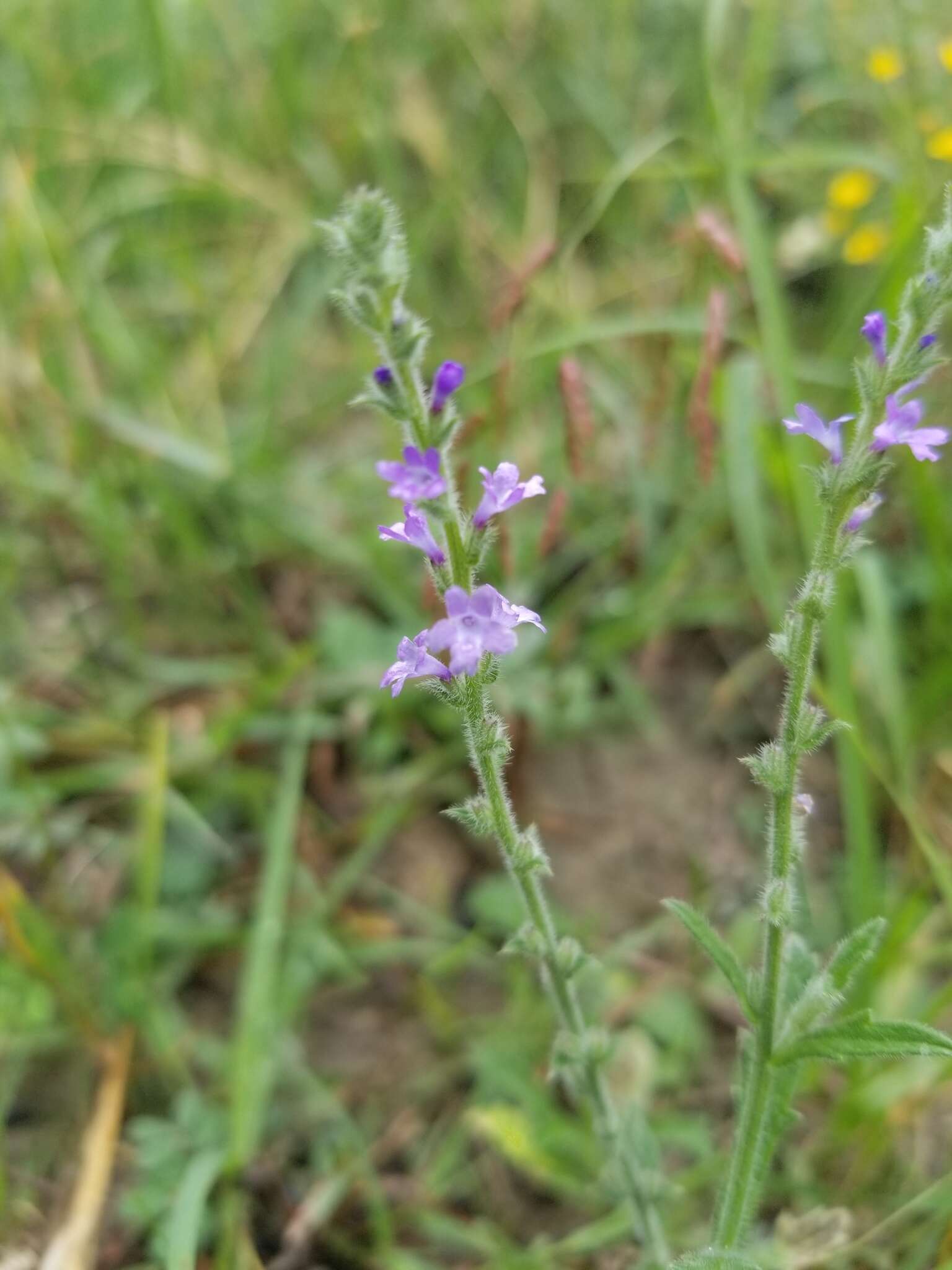 Image of gray vervain