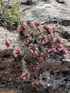 Image de Teucrium buxifolium Schreb.