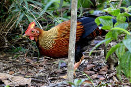 Image of Ceylon Junglefowl