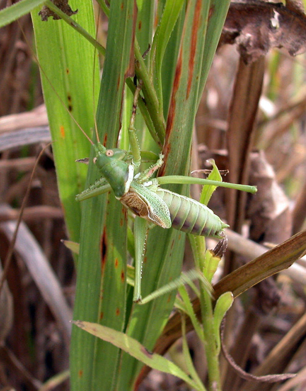 Image of Lesser Arid-land Katydid