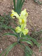 Слика од Iris caucasica Hoffm.