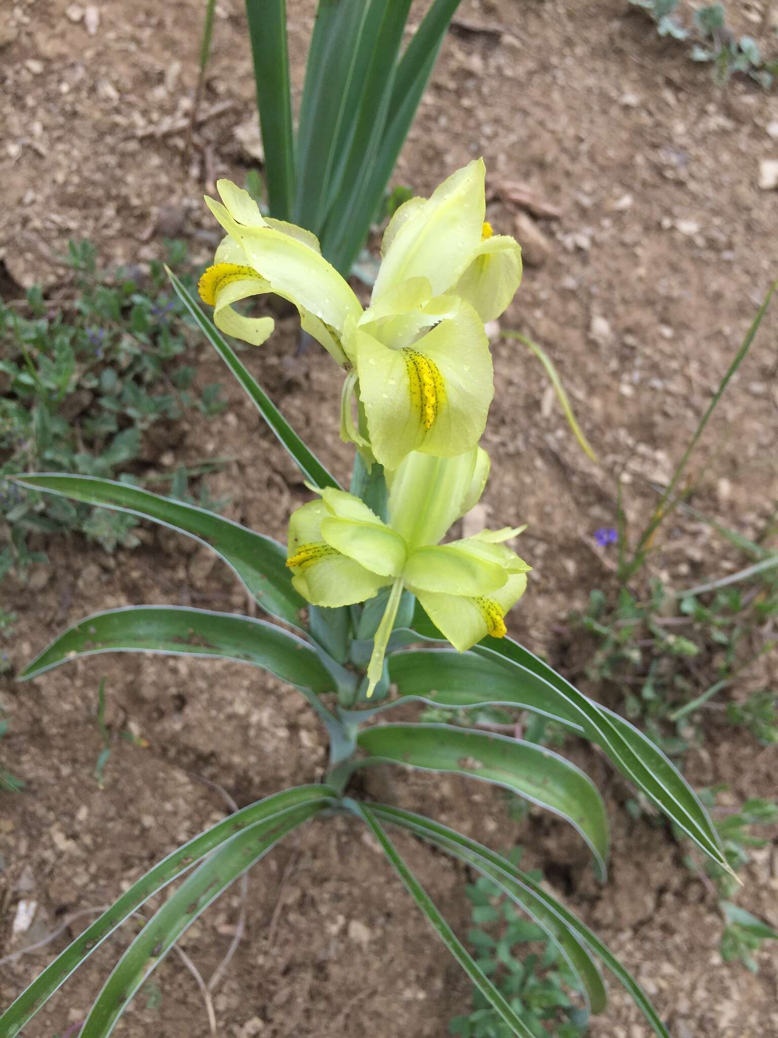 Image of Iris caucasica Hoffm.