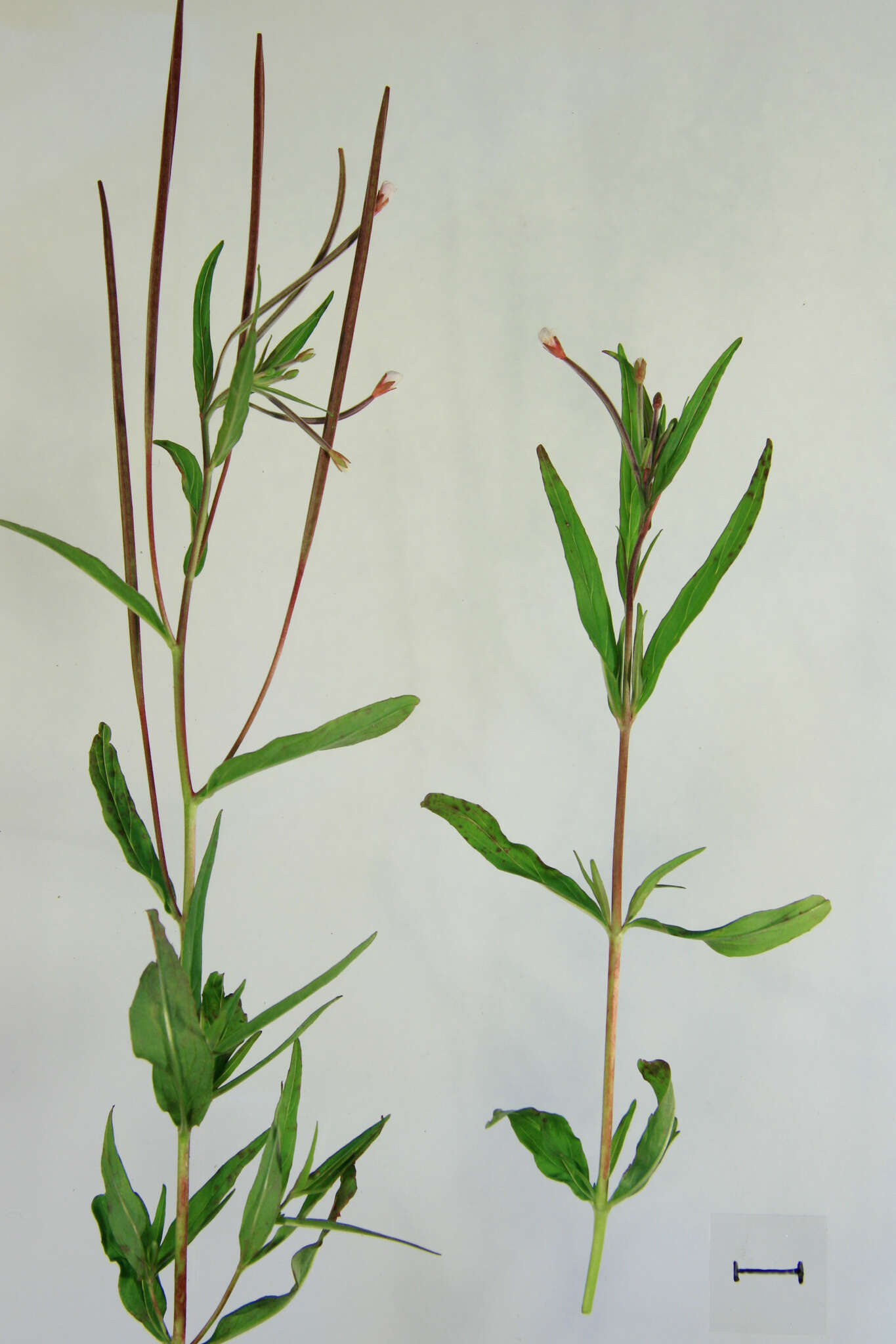 Image of marsh willowherb