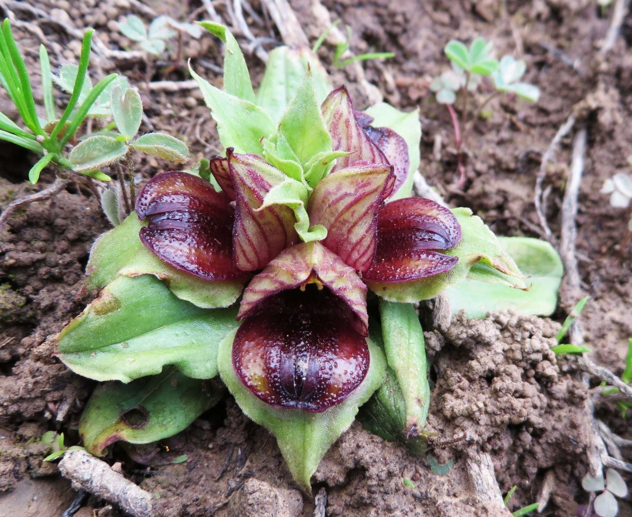 صورة Satyrium pumilum Thunb.