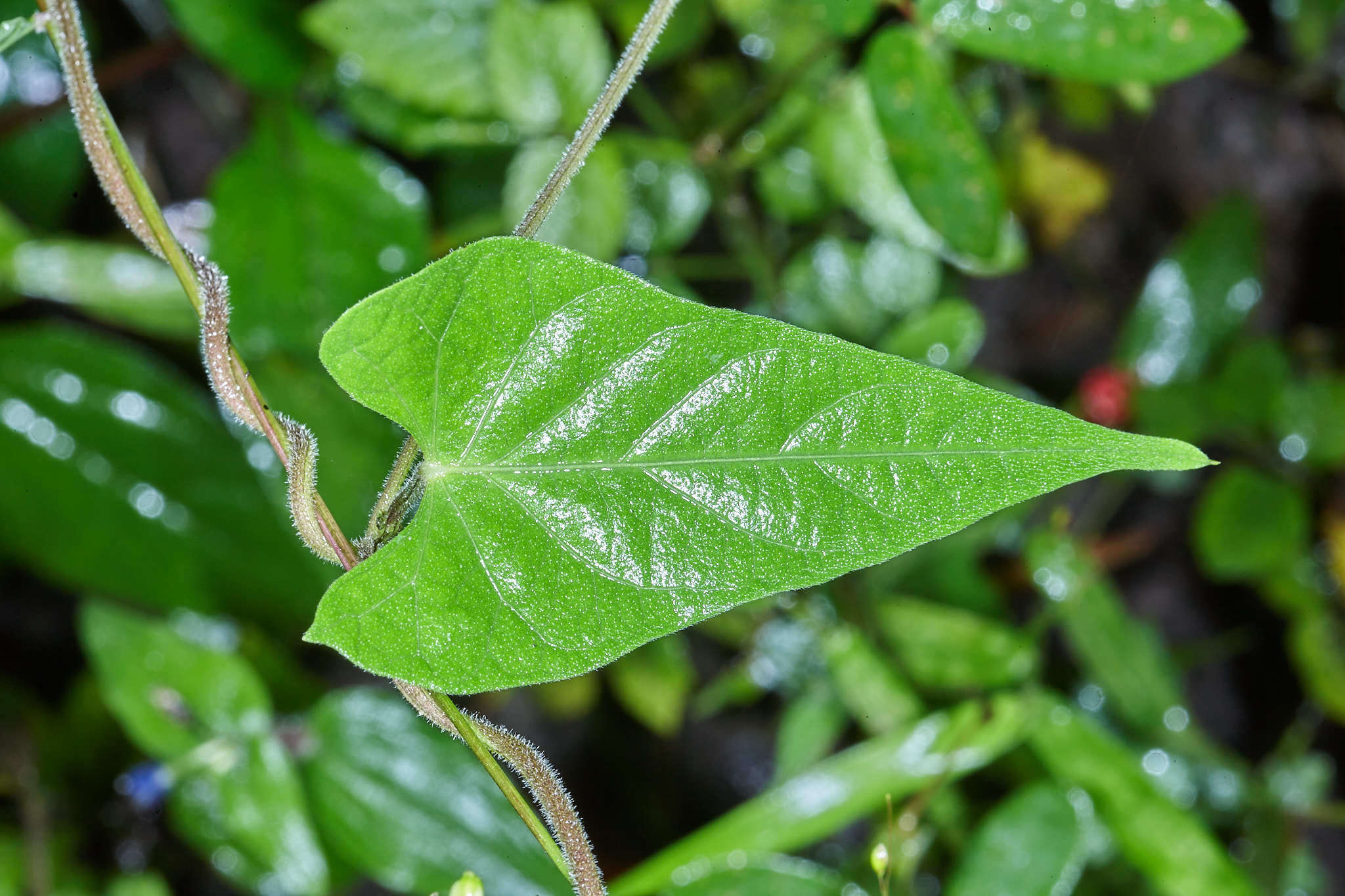 Слика од Ipomoea cholulensis Kunth