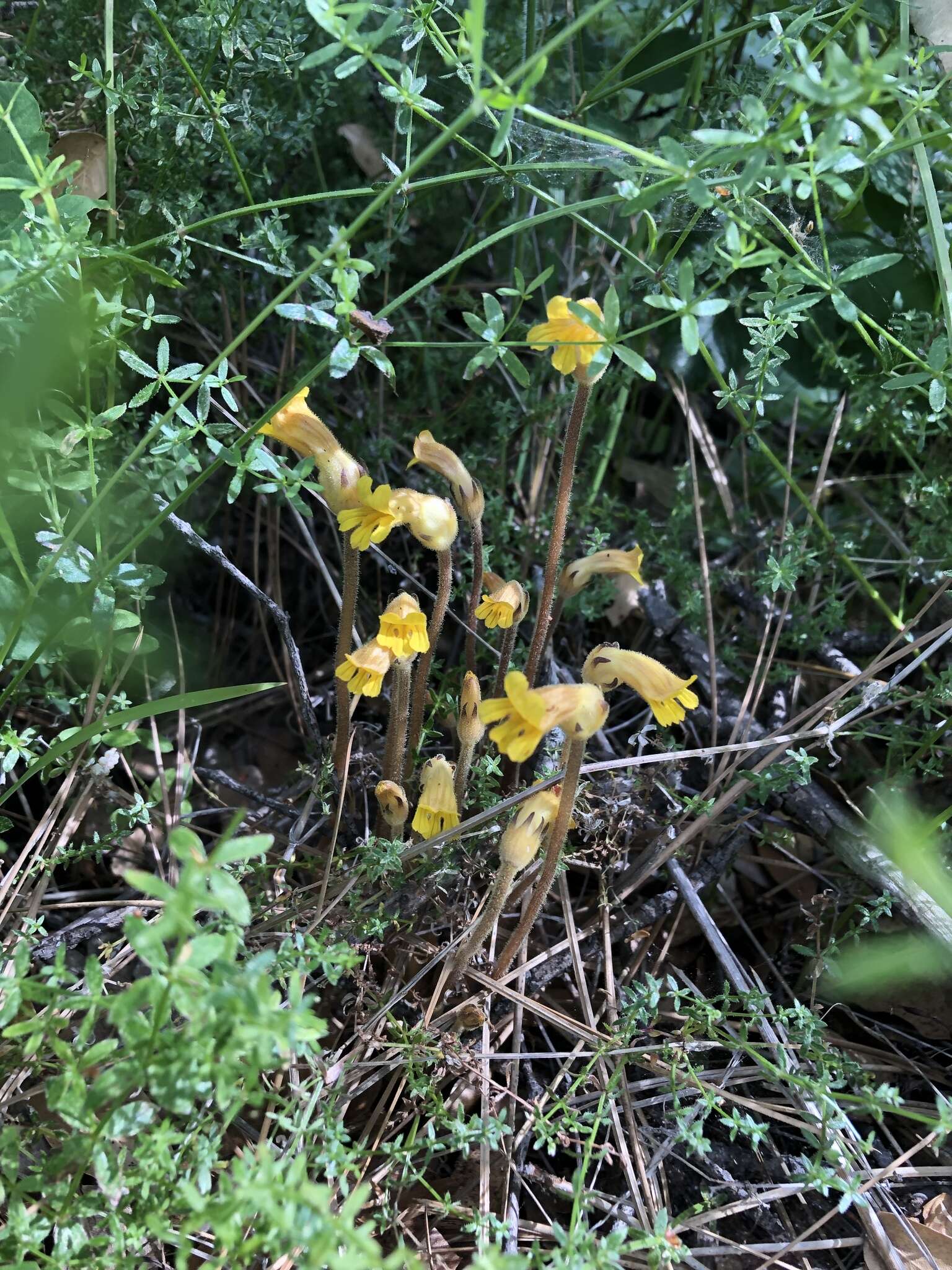 Image of Aphyllon epigalium subsp. epigalium