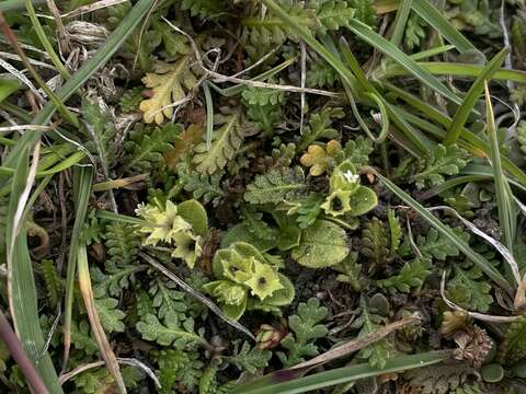 Image of Myosotis antarctica var. traillii Kirk