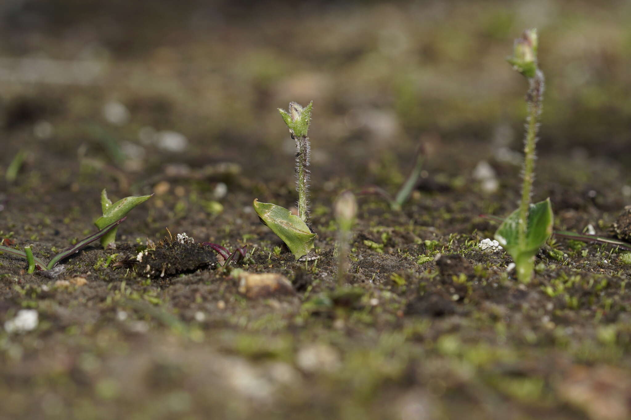 Image of Eriochilus scaber Lindl.