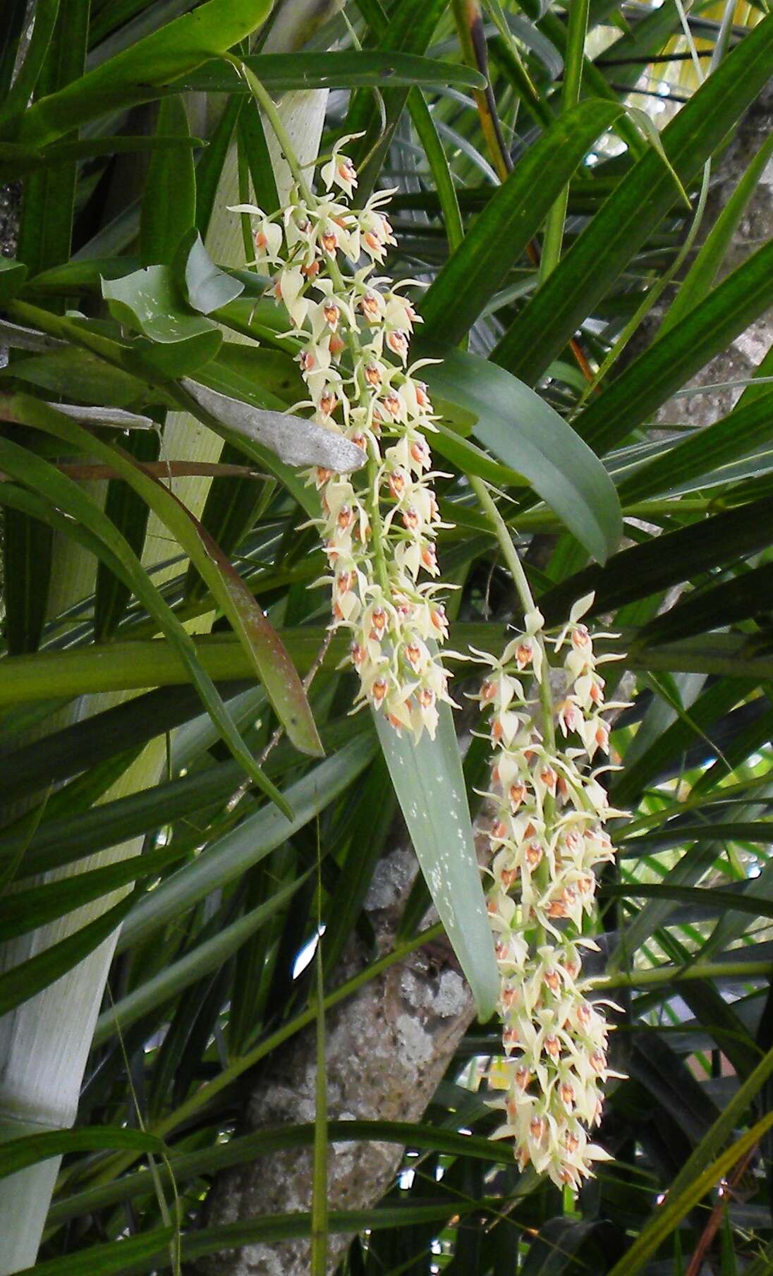 Image of Epidendrum ferrugineum Ruiz & Pav.