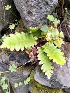 Imagem de Asplenium aureum Cav.