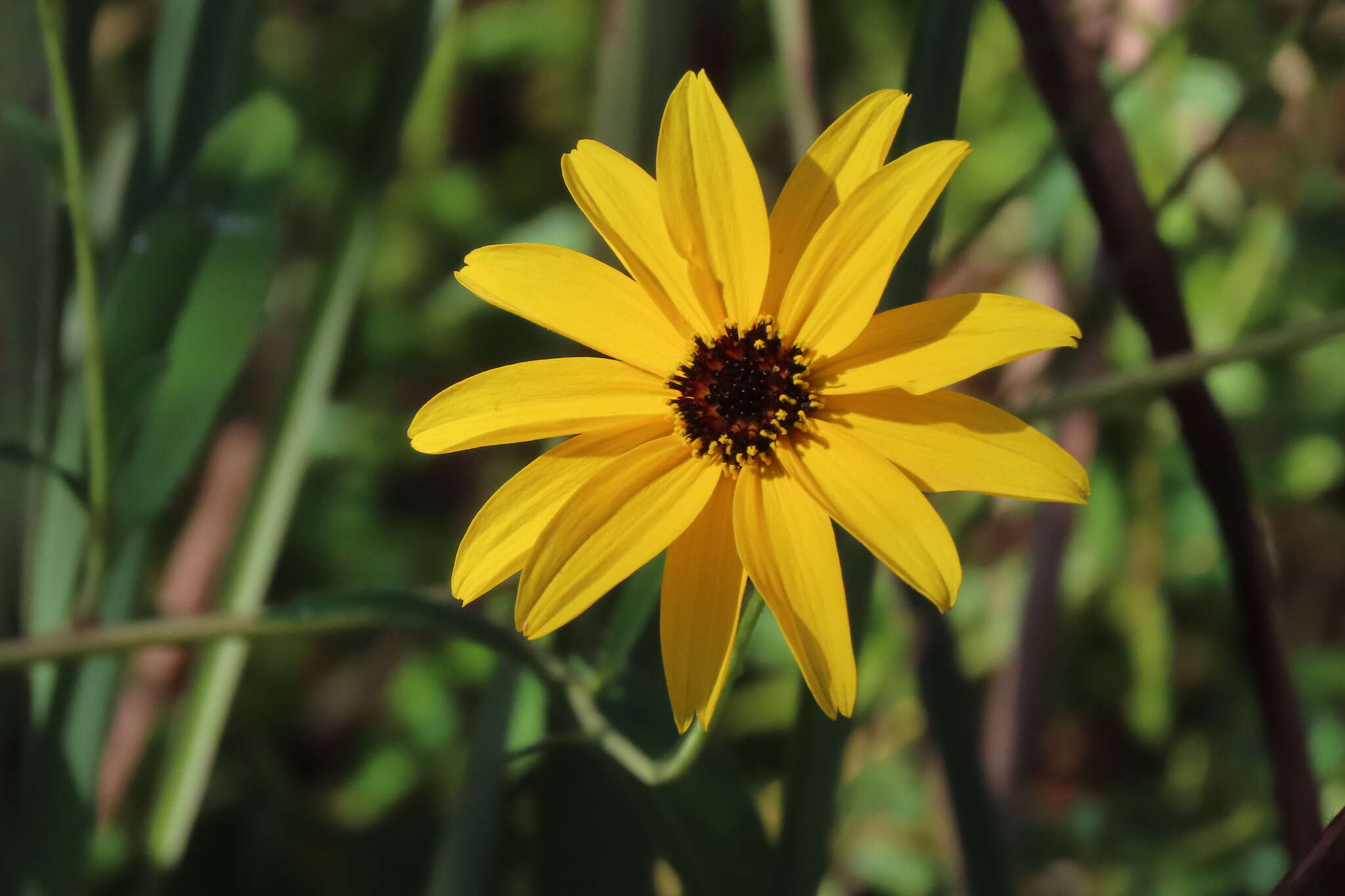 Image of prairie sunflower