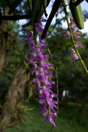 Image of Multi-flowered Aerides