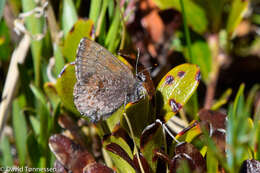 صورة Callophrys polios (Cook & Watson 1907)