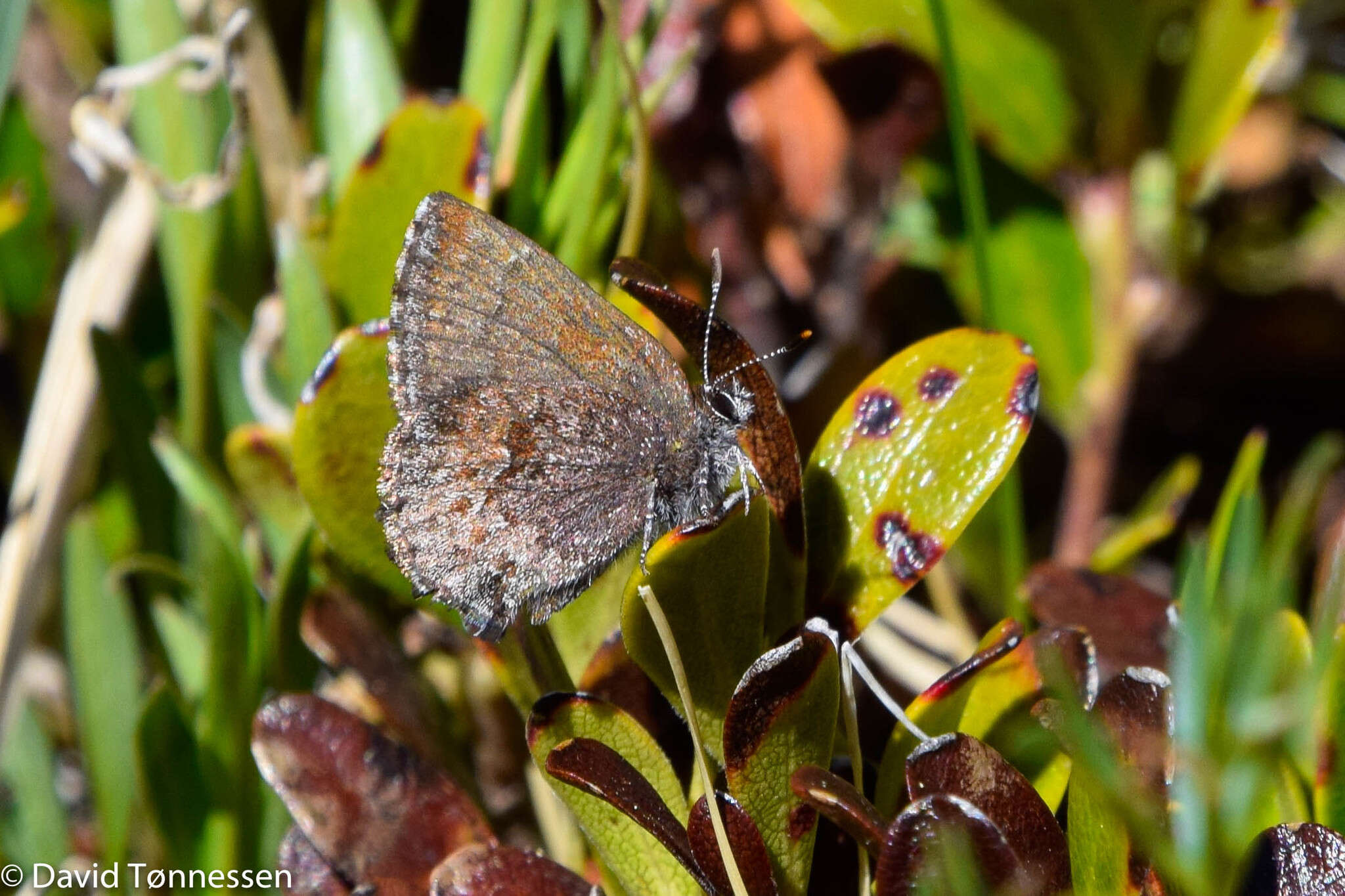 Plancia ëd Callophrys polios (Cook & Watson 1907)