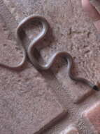 Image of Southwestern Blackhead Snake