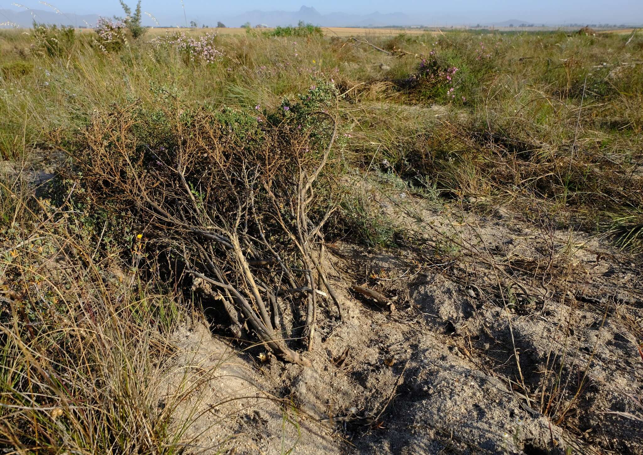 Plancia ëd Podalyria microphylla E. Mey.