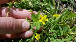 Image de Ranunculus muricatus L.