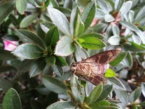 Image of Cuban Sphinx Moth