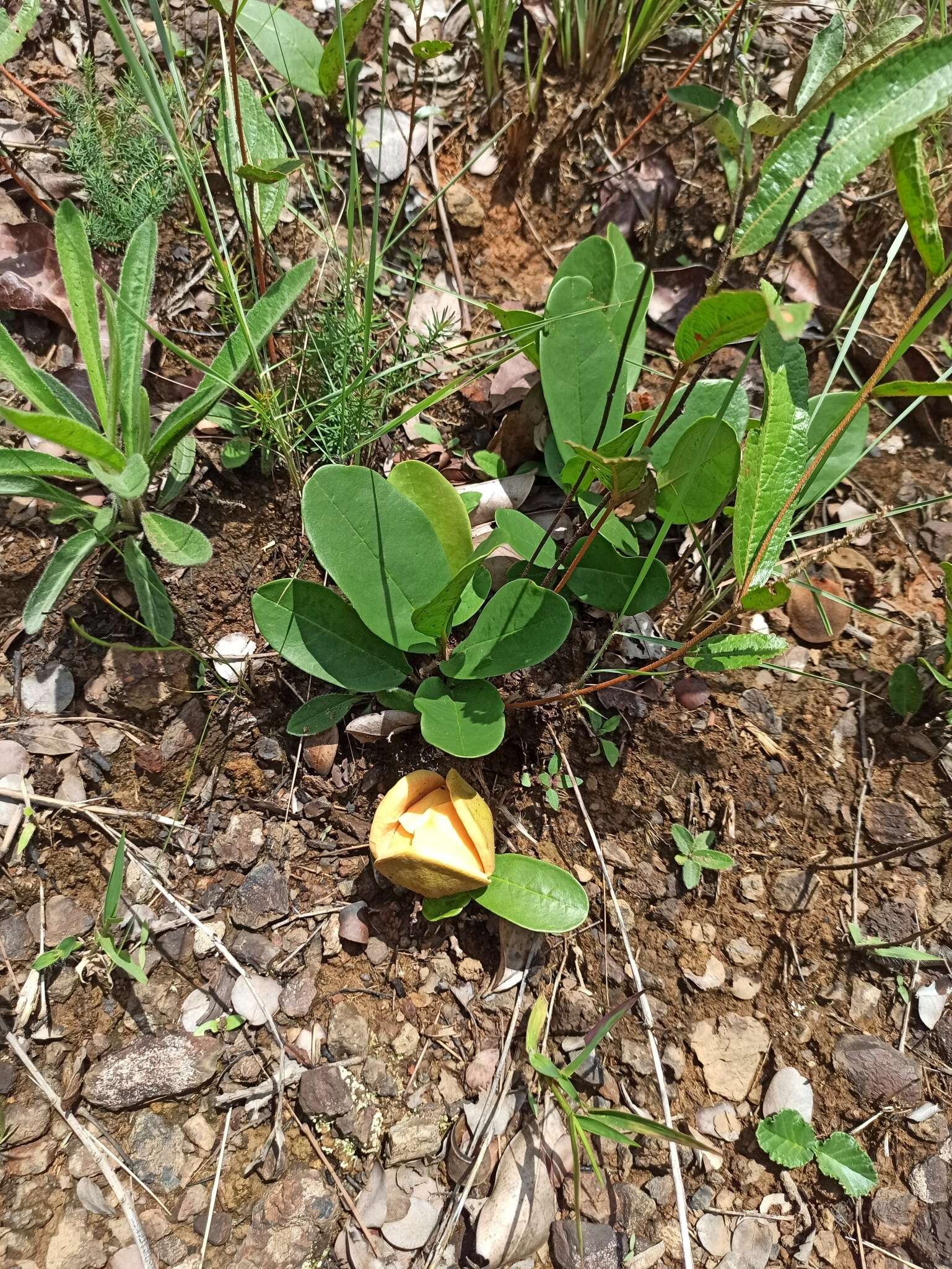 Image of Annona warmingiana Mello-Silva & Pirani