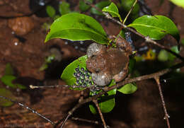 Image of Castle Rock Wrinkled Frog