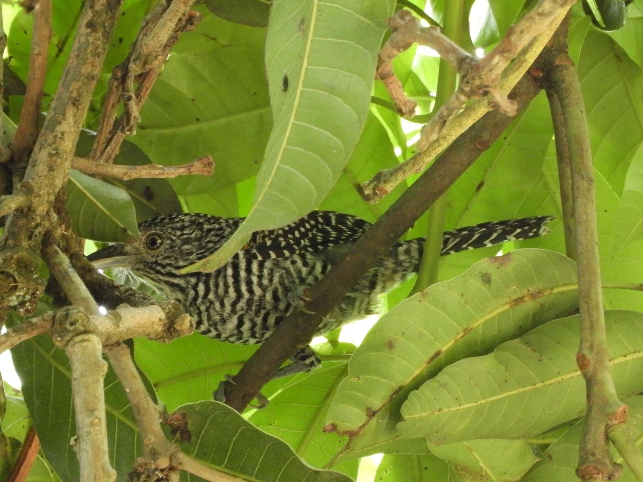 Image of Bar-crested Antshrike