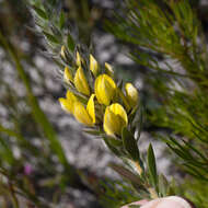 Image of Aspalathus sericea Bergius