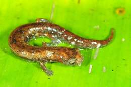 Image of Nauta Salamander