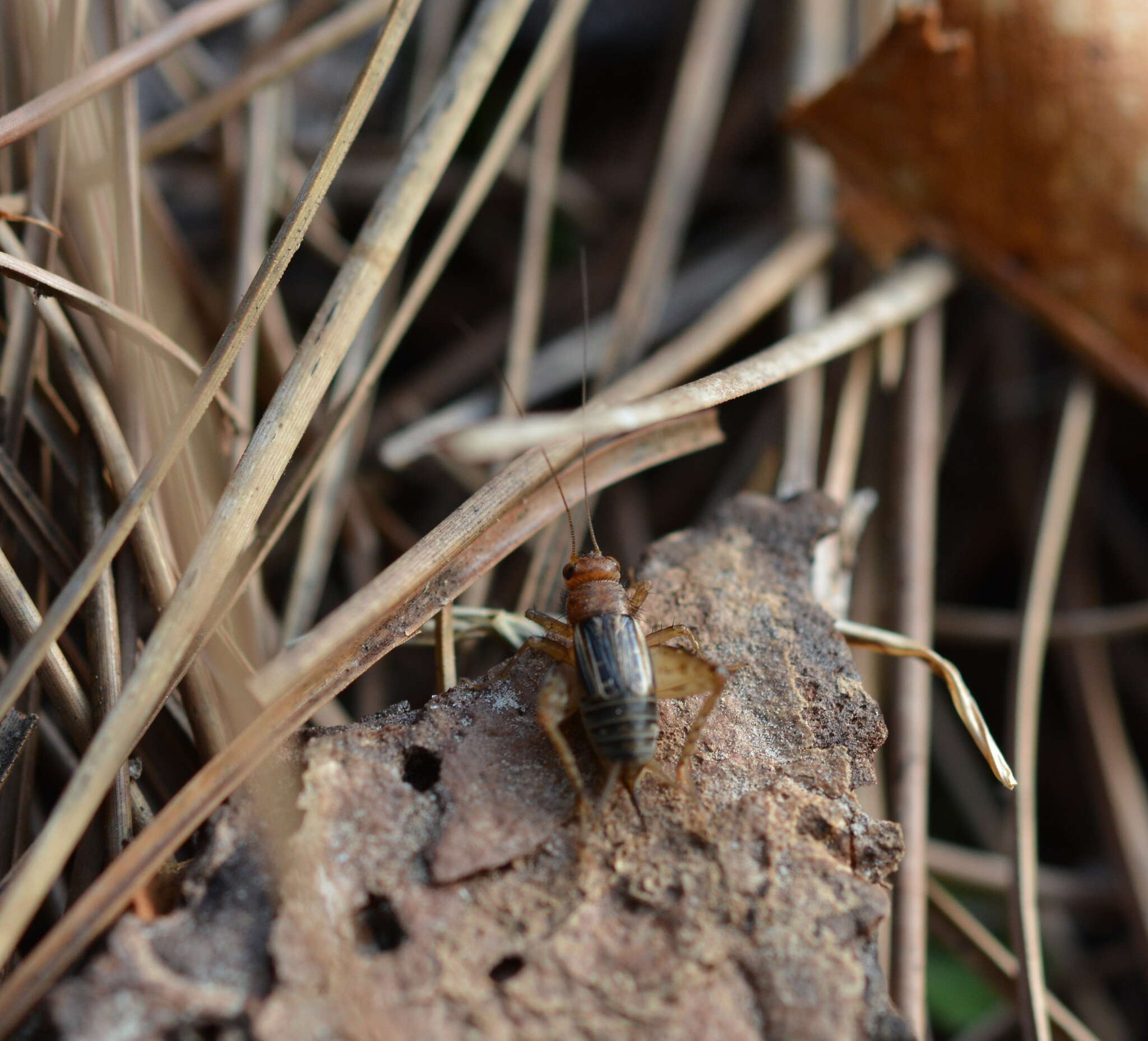 Image of Mormon Ground Cricket