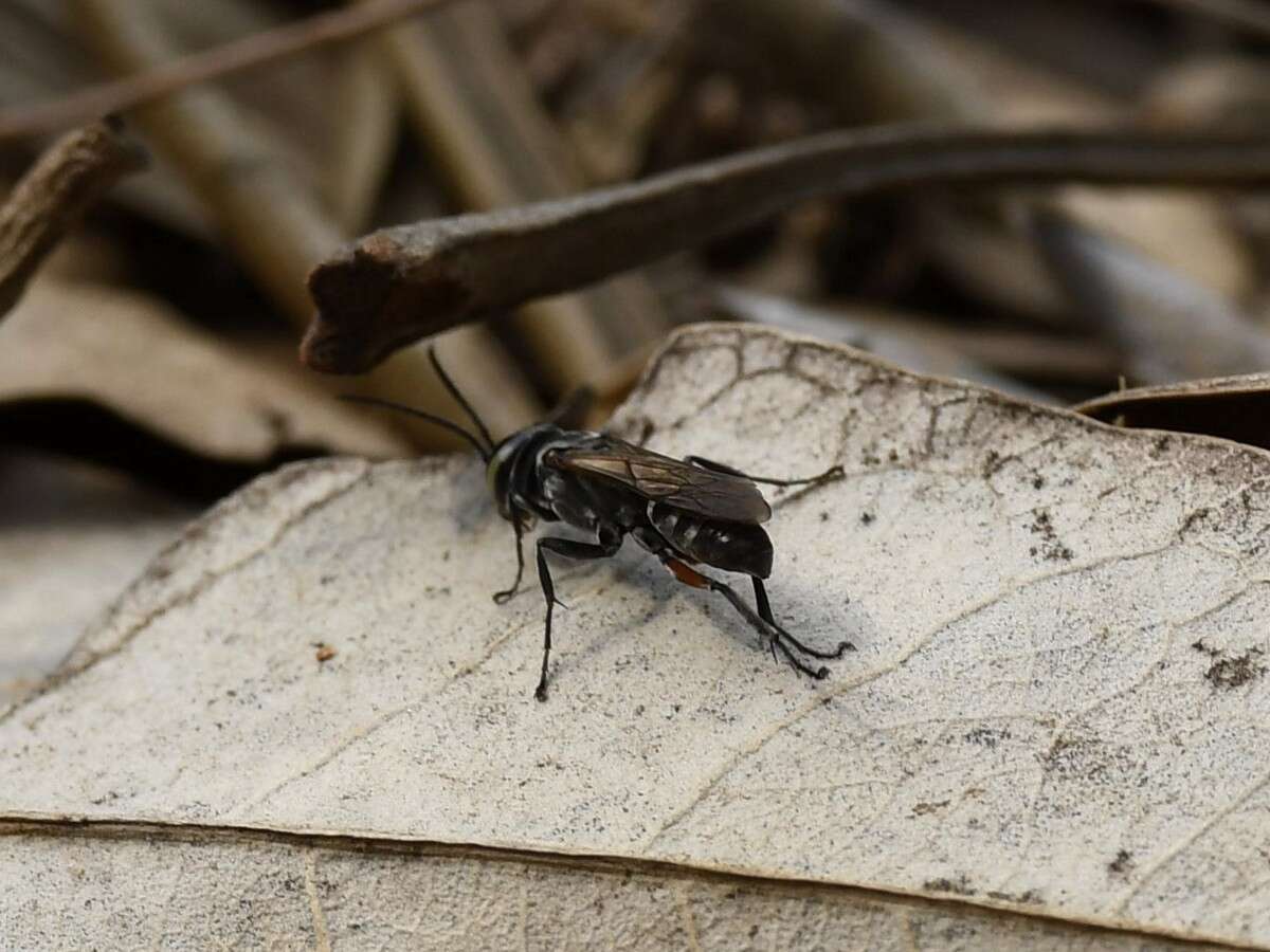 Image of Crabronid wasp