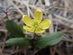 صورة Ranunculus glaberrimus var. ellipticus (Greene) Greene