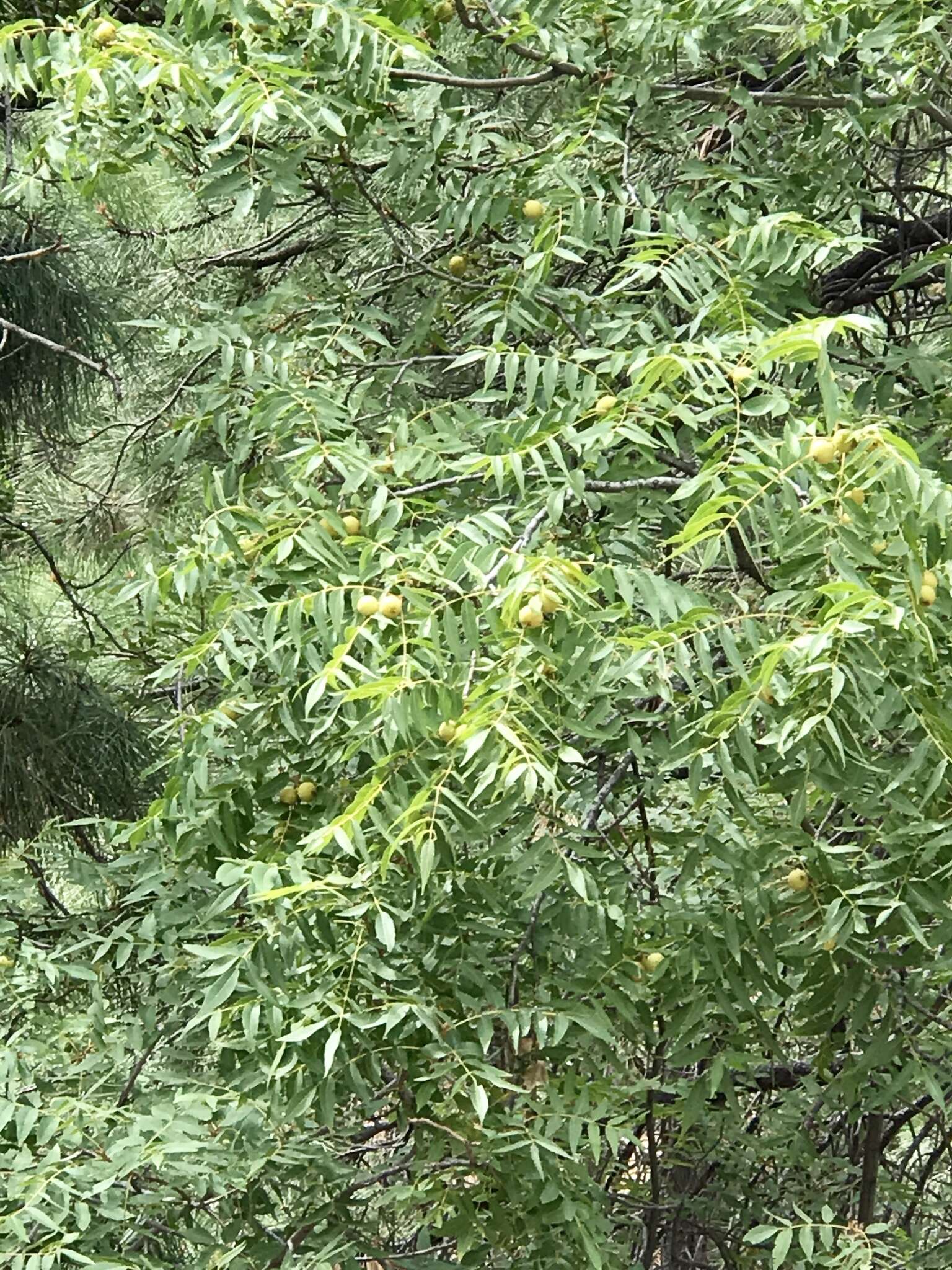 Image of Arizona walnut