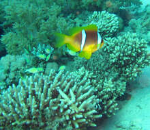 Image of Clownfish