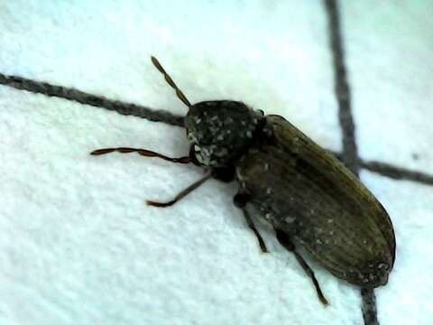 Image of furniture beetle