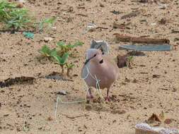 Image of African Mourning Dove