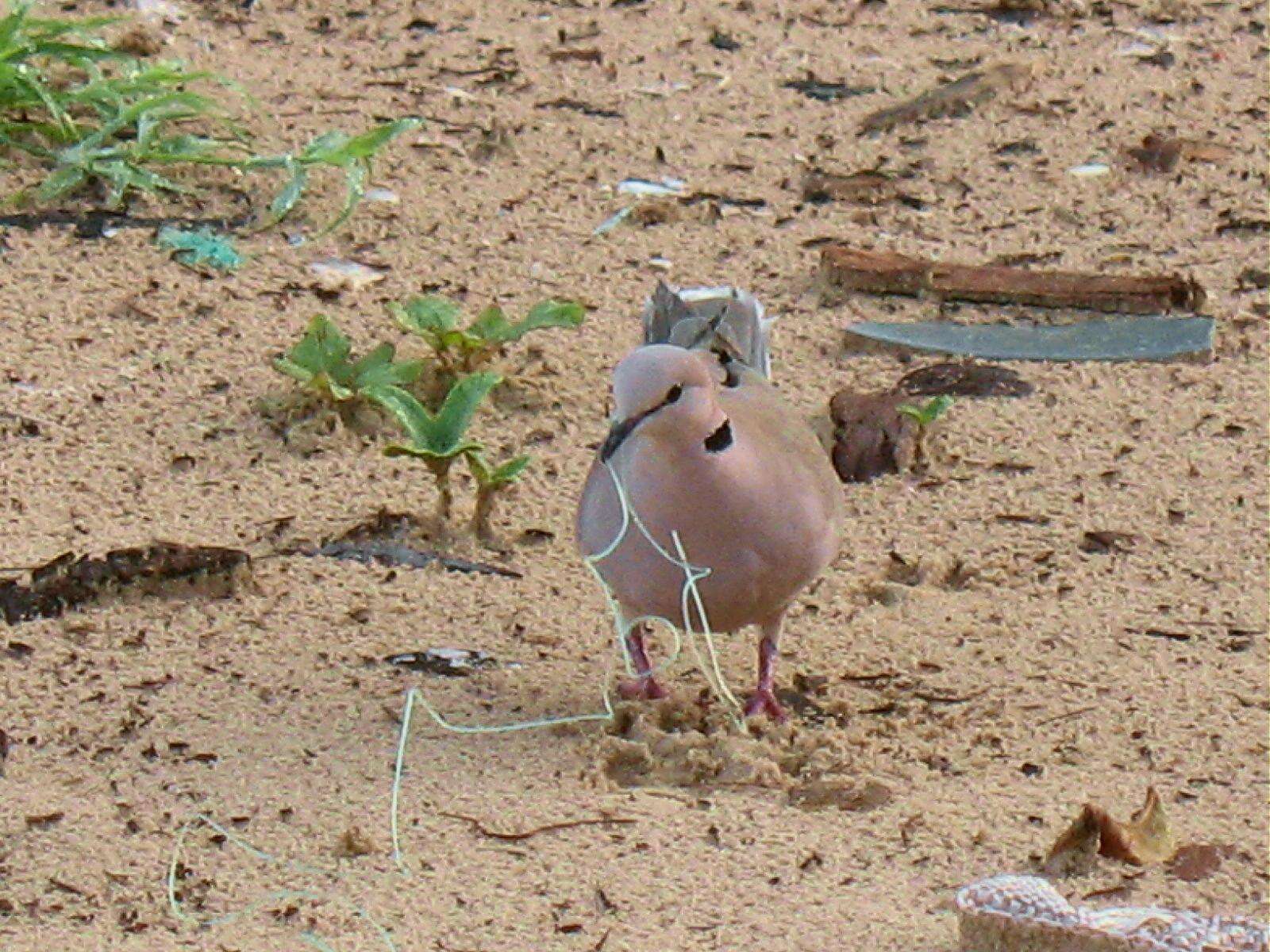 Image of African Mourning Dove