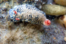 Image of Hypselodoris saintvincentius Burn 1962