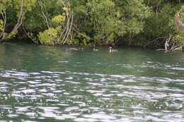 Image of Great Crested Grebe