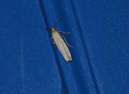 Image of scarce footman